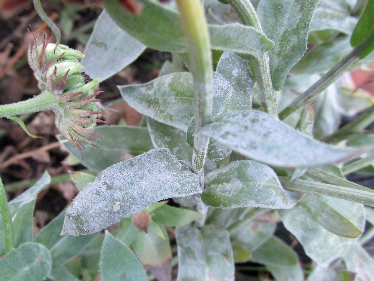 Powdery Mildew Identification Prevention And Control