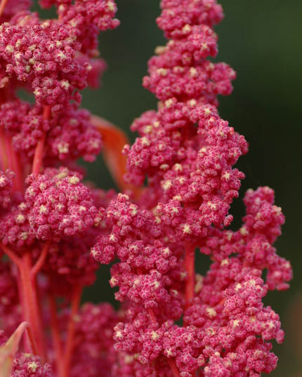 Quinoa Red Head