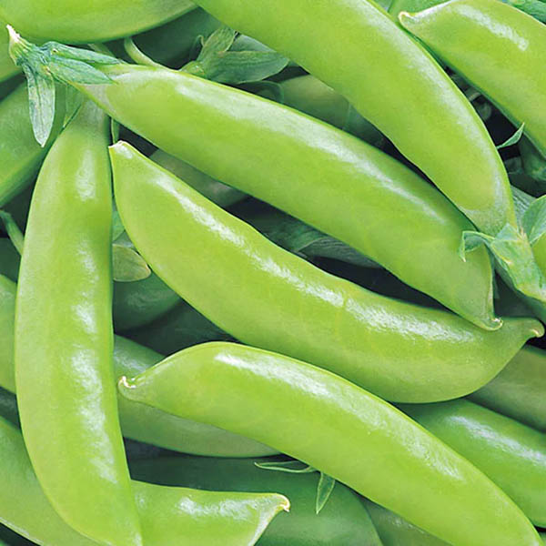 Snap Pea Super Sugar Snap