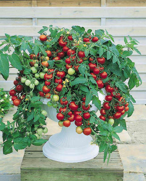 Cherry Tomato Seeds - 12 Top Cherry Tomatoes - Vegetable Seeds