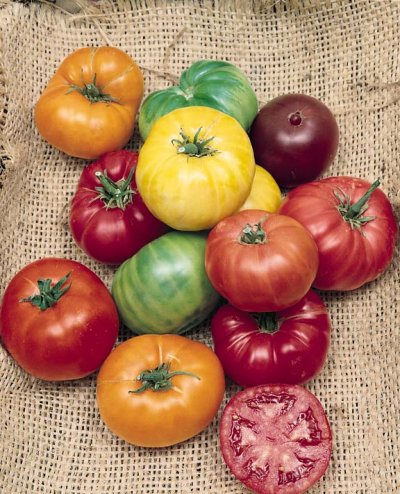 Bush Beefsteak - Heirloom Tomato Seeds