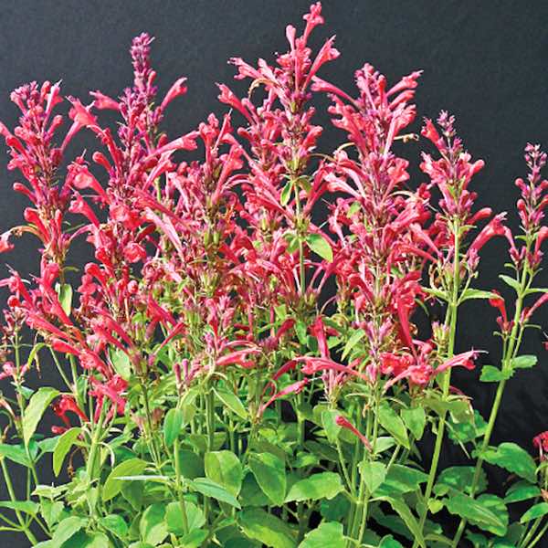 Agastache Seeds | Giant Hyssop | Perennial Flower Seeds