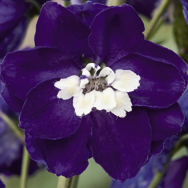 Delphinium Seeds for sale | 17 Delphiniums | Perennial ...