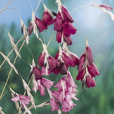 fairy wand plant