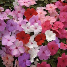 Bulk Impatiens Seeds | Swallowtail Garden Seeds