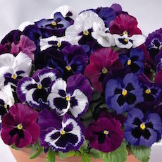 Bulk Pansy Seeds | Swallowtail Garden Seeds